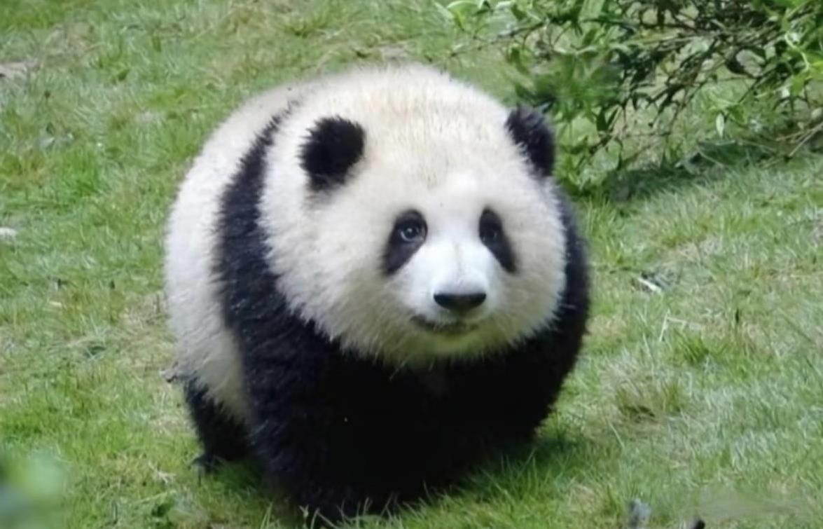 #分享你最喜欢的一张大熊猫照片#有很多啊！