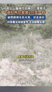 “长期饭票没了！”6月27日，陕西一村民上山锄地时，竟将两只“傻狍子”带回家精心