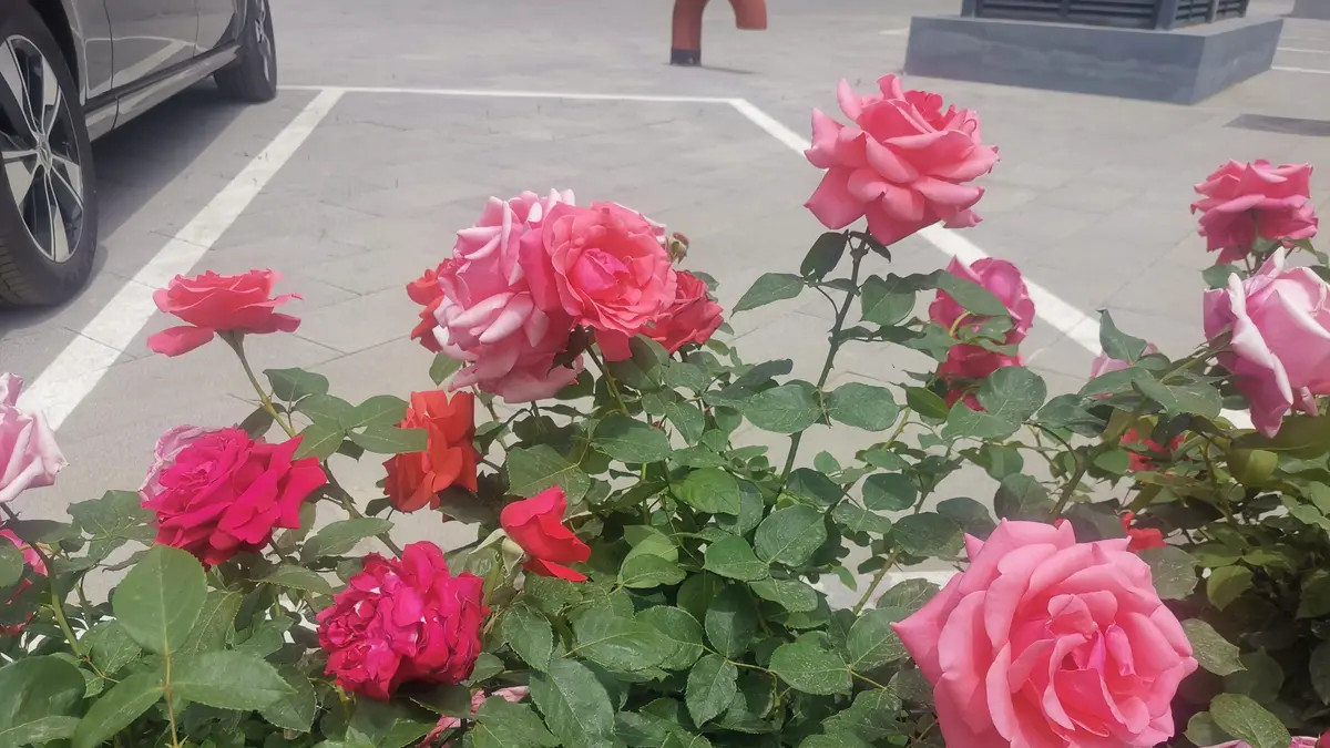 无用的东西往往美好，美好的东西往往无用