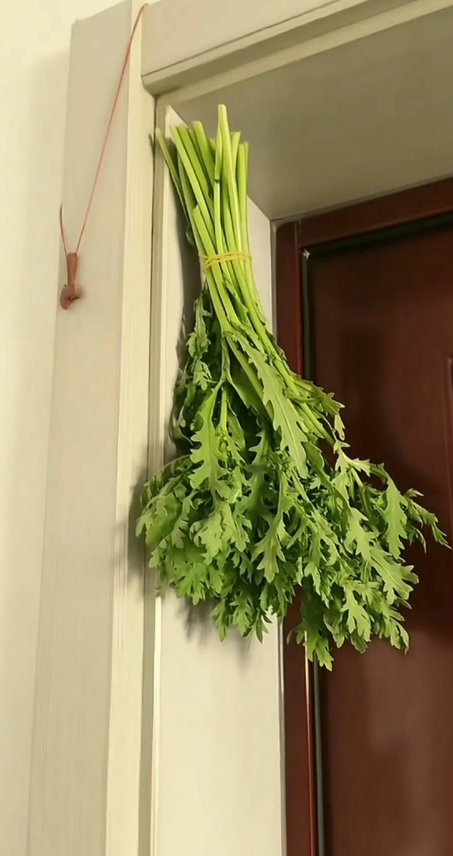 邻居家把茼蒿当成了艾草叶