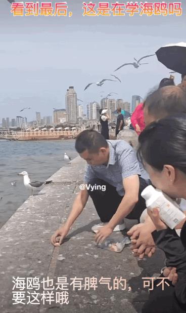 海鸥可是有脾气的，
别拿海鸥不当猛禽[笑哭]
看到最后，我好像看到了有人在学海鸥
