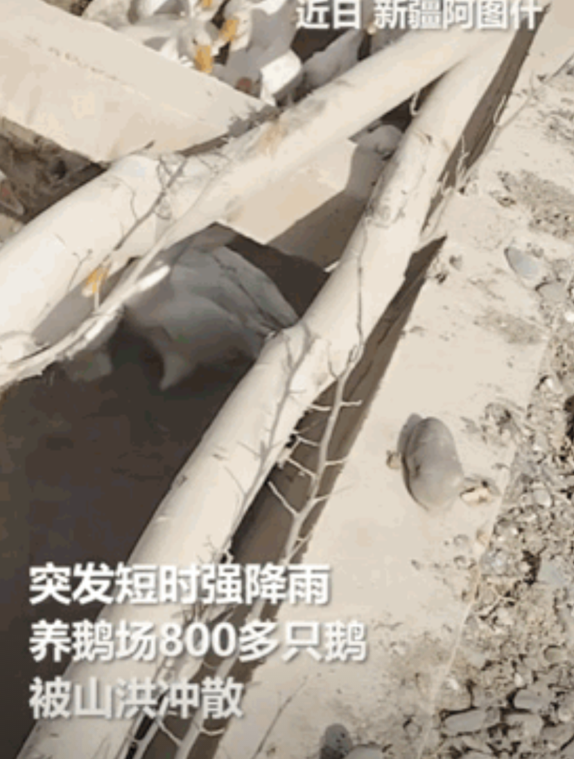 这是一条很有味道的新闻！
近日，新疆阿图什市突发山洪，一养鹅厂800多只大鹅瞬间