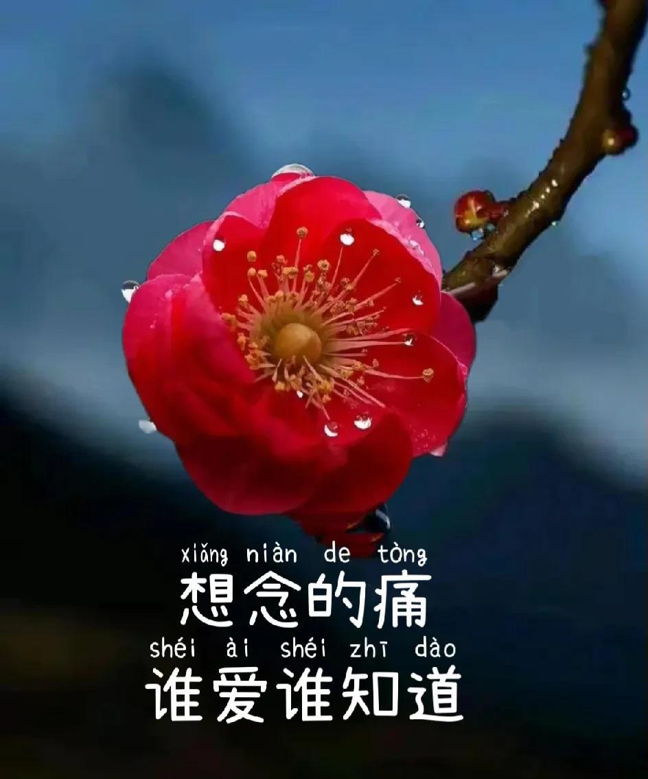 人至中年
最大的劫数
莫过于爱上一个
不属于自己的人
情欲深重
思念无尽
想见无