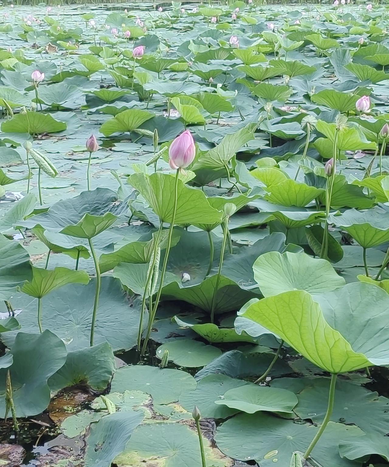 风起荷动，让心情大好。
本来闷热难当，风儿一吹消散大半。