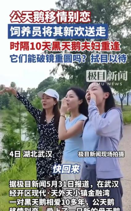 “万物皆有灵！”湖北武汉，一只公天鹅和一只母天鹅相爱10多年，谁料，公天鹅突然移