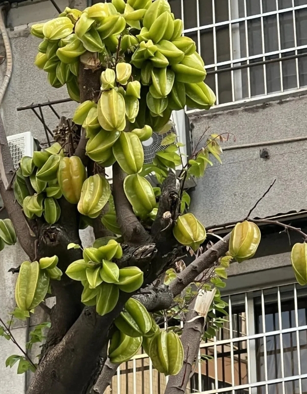 有大佬帮忙科普一下这是什么树？