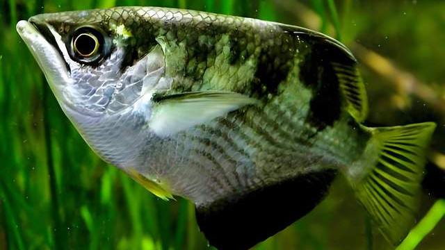 射水鱼：拥有独特捕猎技艺的鱼类，从口中喷射水滴击落昆虫而闻名