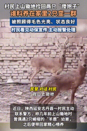 误把国宝当家羊！三年养出七只“小祖宗”，警察登门她冷汗直冒
