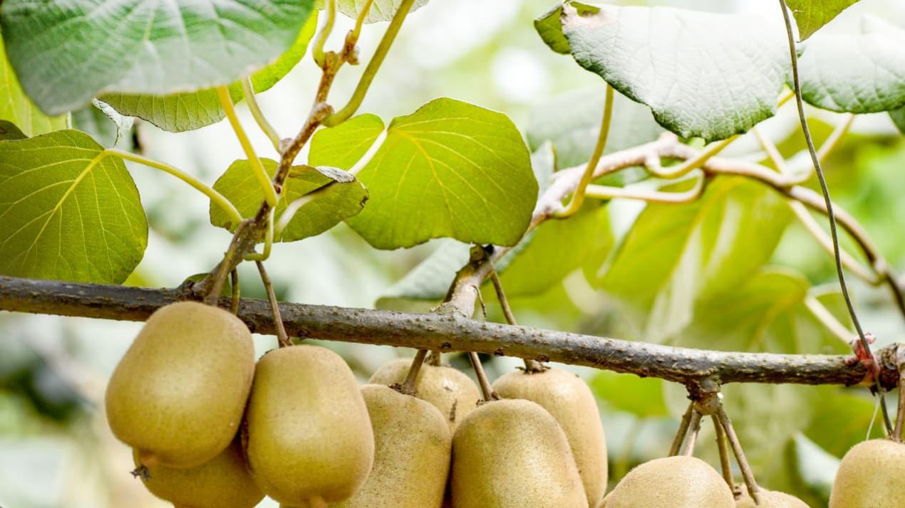 五年耕作制度革新，现象级，河套灌区盐碱地，大豆耐盐种植体系