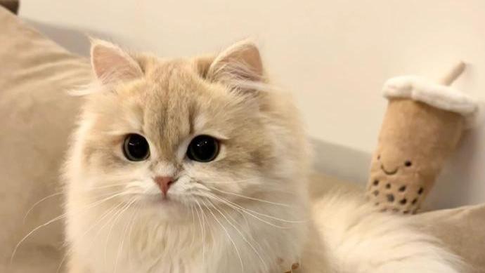 ​猫粮选择经验分享有哪些？2025靠谱猫粮牌子排行推荐