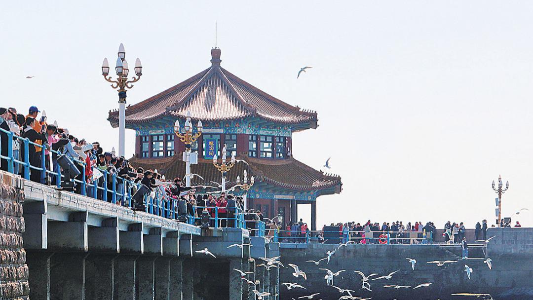 海鸥归来，“先头鸥”抵青