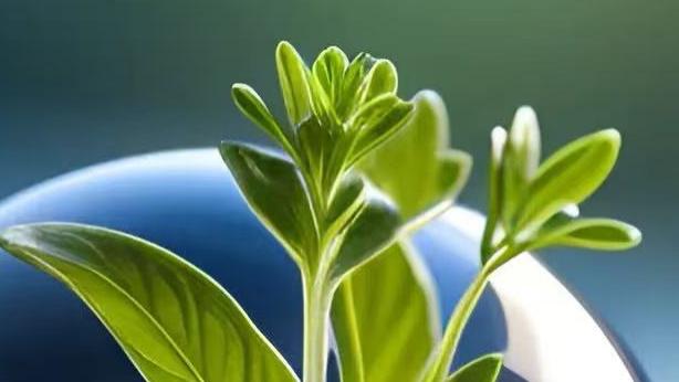 【明日黄历】2025年12月12日（农历十月廿三，星期五）的黄历解析