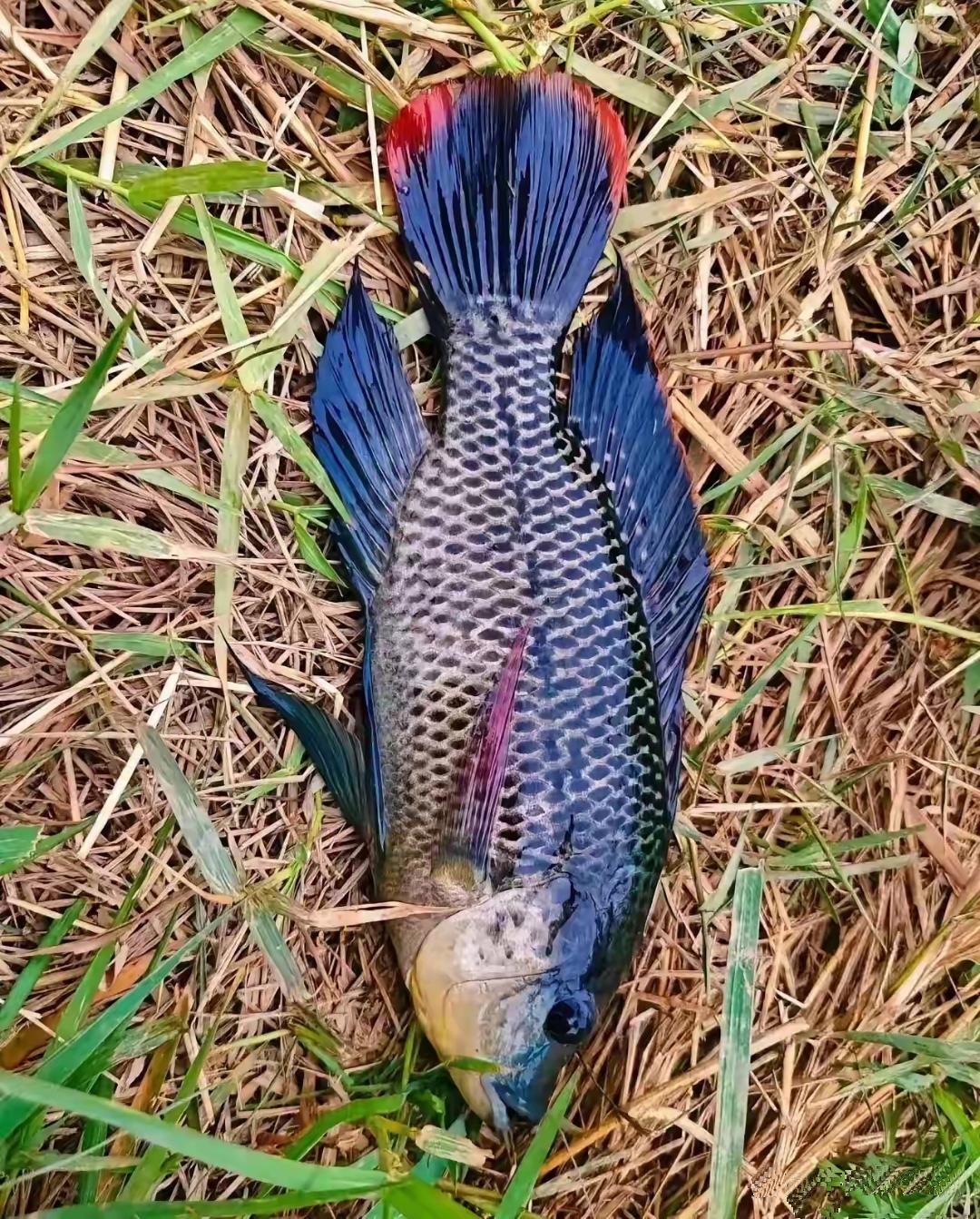 今天上午出门钓鱼，我居然钓上来一条彩色的鱼，这个鱼的鱼鳍很长，身体呈现那种黑蓝色