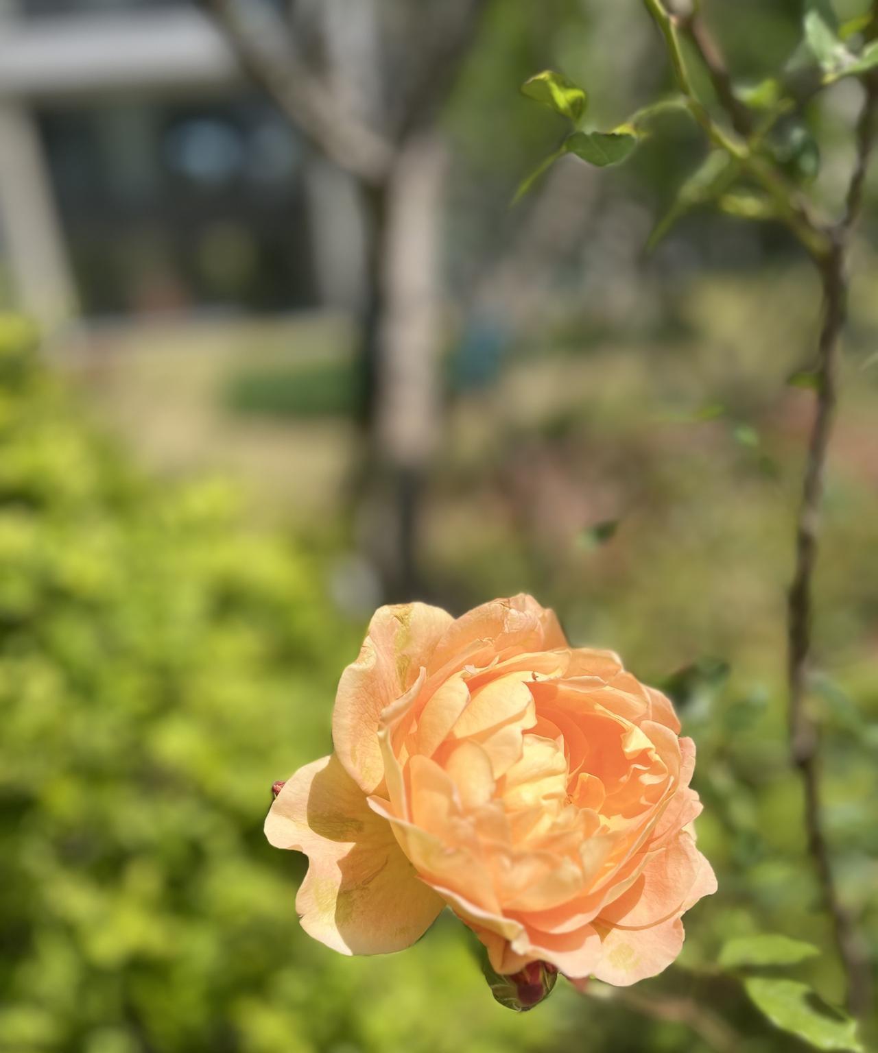 有段话说得真好：“来时一丝不挂，去时高温融化，一生皆为牛马，怎敢慕羡繁华，这一生