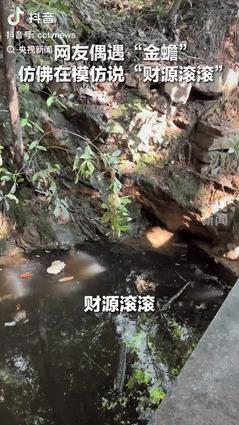 “意外的惊喜！”山东一女子游玩途中碰到了趴在石块上的“金蟾”，女子朝着它大喊财源