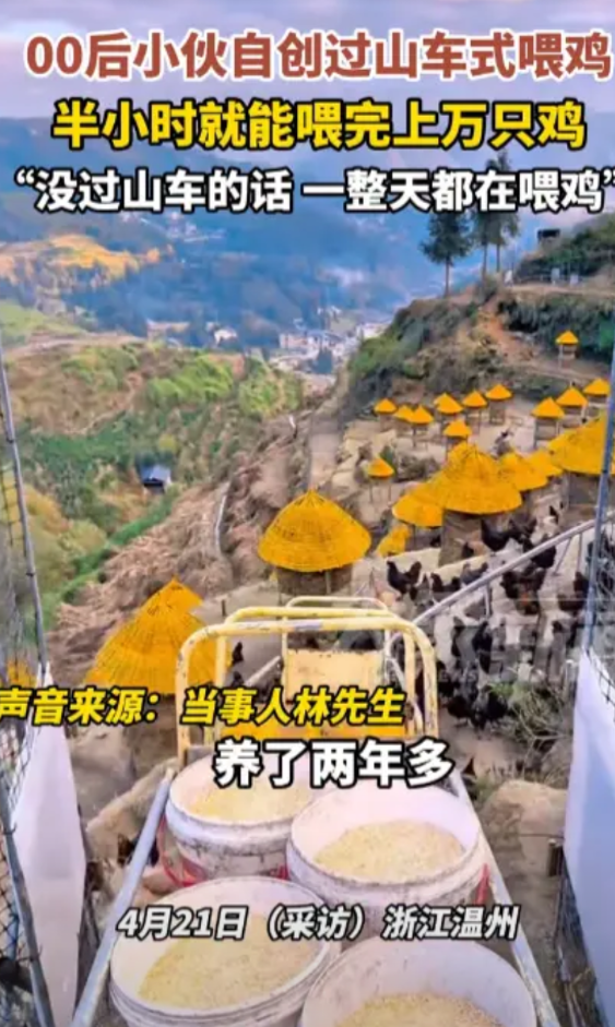 “人怎么能这么聪明！”浙江温州，一位00后小伙在山上包了一片地，养了上万只山鸡，