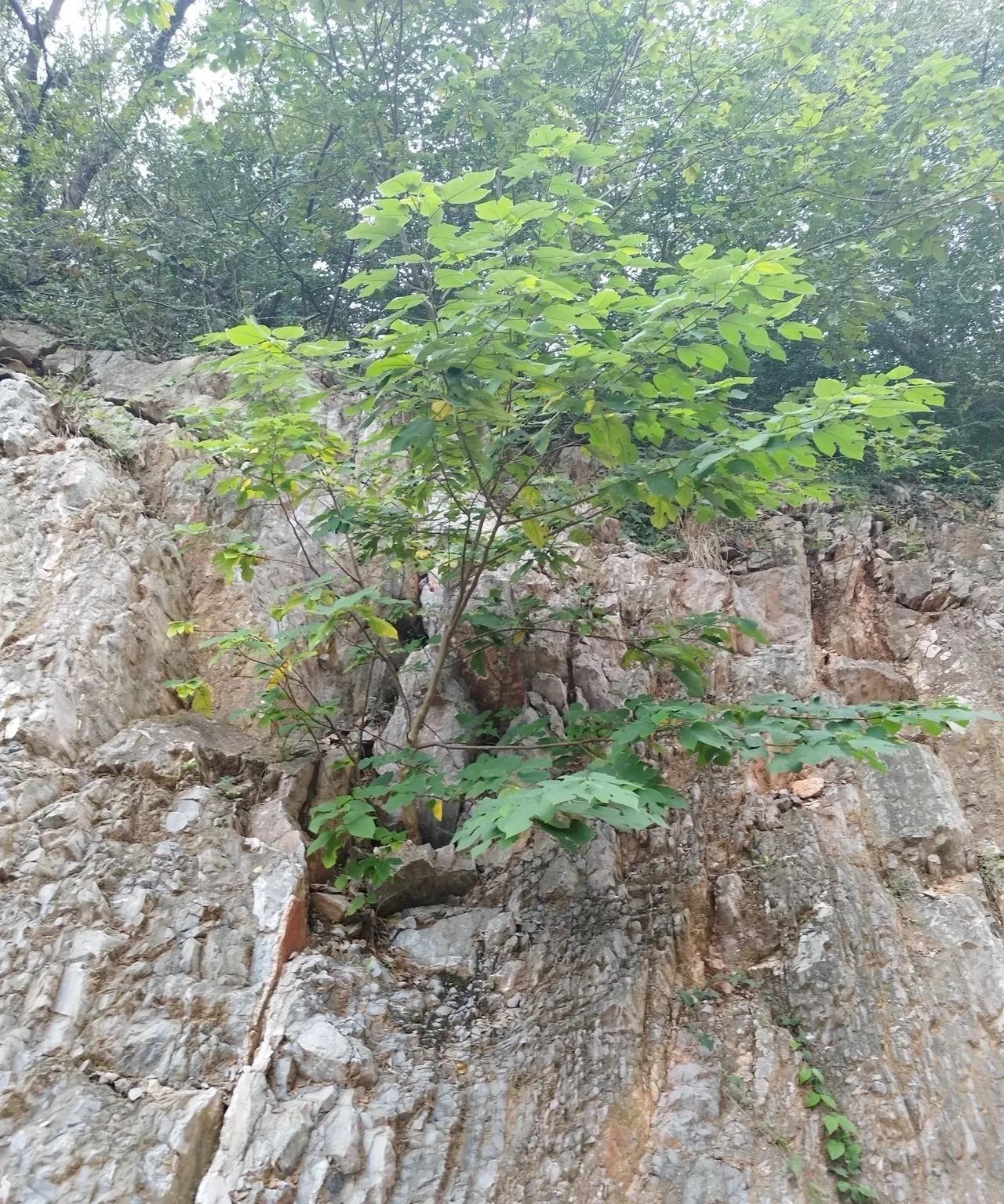 越来越觉得：孩子的心理建设太重要了！
如果孩子过于温柔善良、心理脆弱，那么从读幼