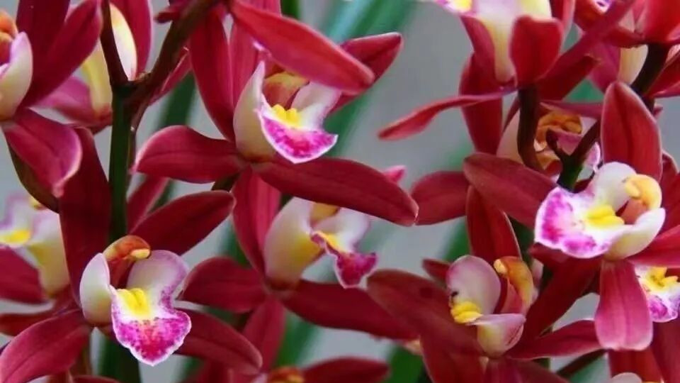 红宝石兰花：冬春绽放的“宝石级”杂交兰，附上新手养护指南