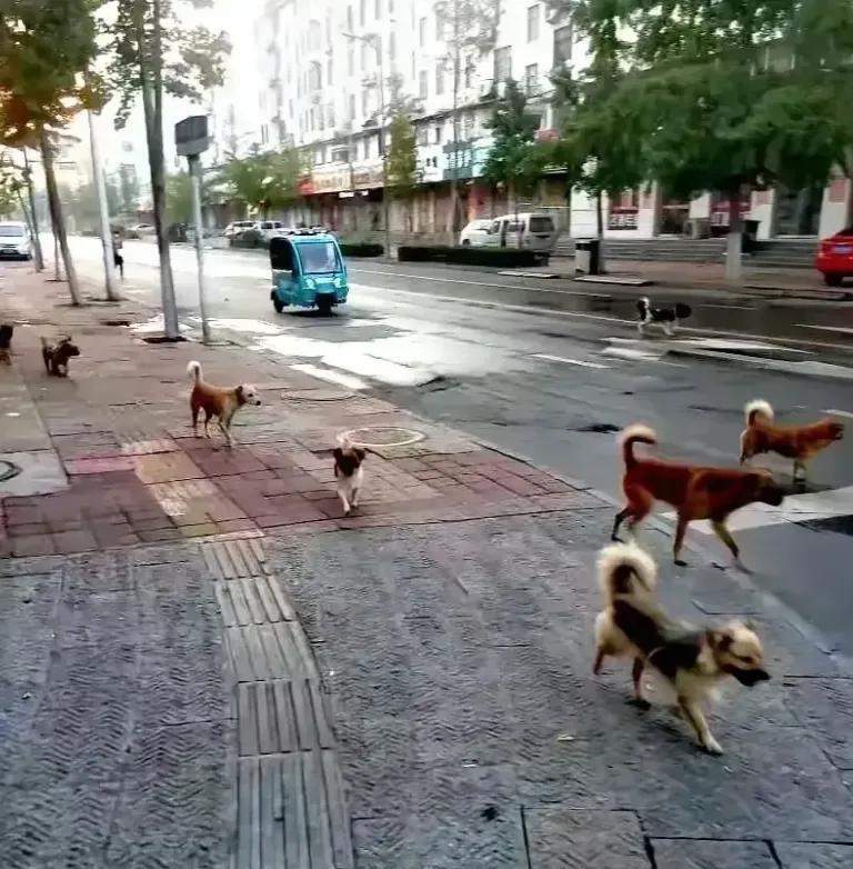 杭州最近对养狗动了真格。
笕桥街道世茂天誉湾有居民养大型犬扰民，狗一听见电梯声就