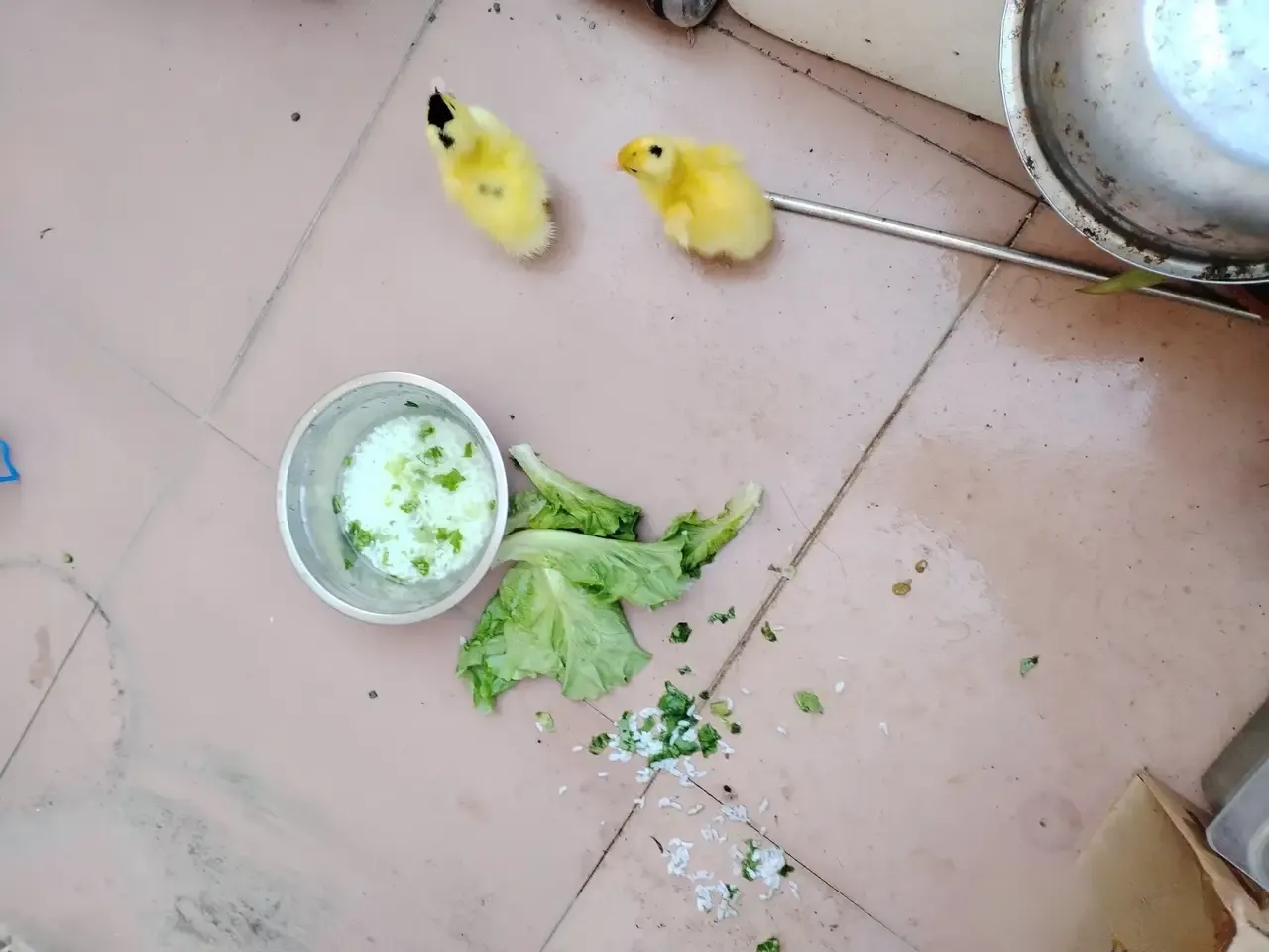 买的时候老板说小鸭子很好养，剩饭，菜叶都吃，结果回来后发现啥都不吃，只喝水，这可