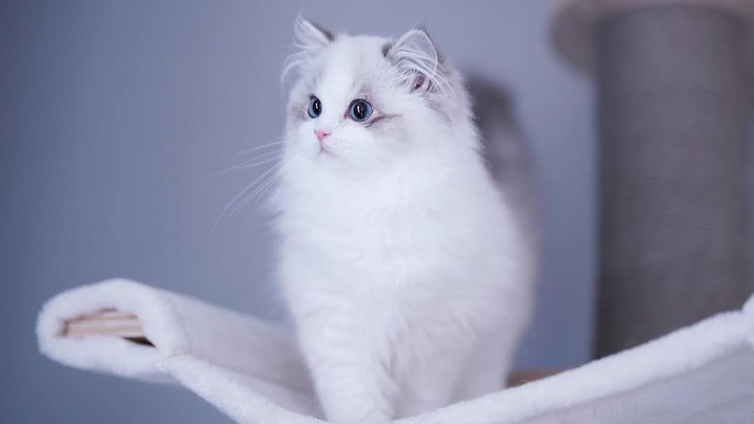 爱与责任同行，别让你的“健康蔬菜”变成猫咪的“危险陷阱”