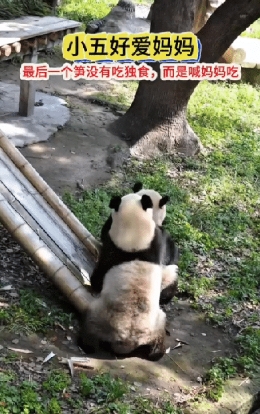 小五忽然发现滑梯上还有个笋笋，赶紧向妈妈报告！