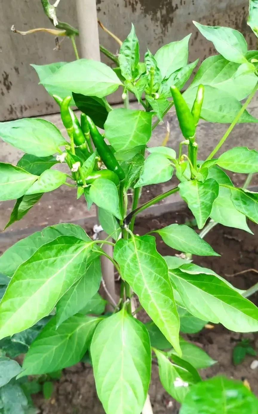 辣椒咋会不翼而飞呢？4棵辣椒，今天早晨发现剩下3棵了，凭空消失了1棵，痕迹清晰是