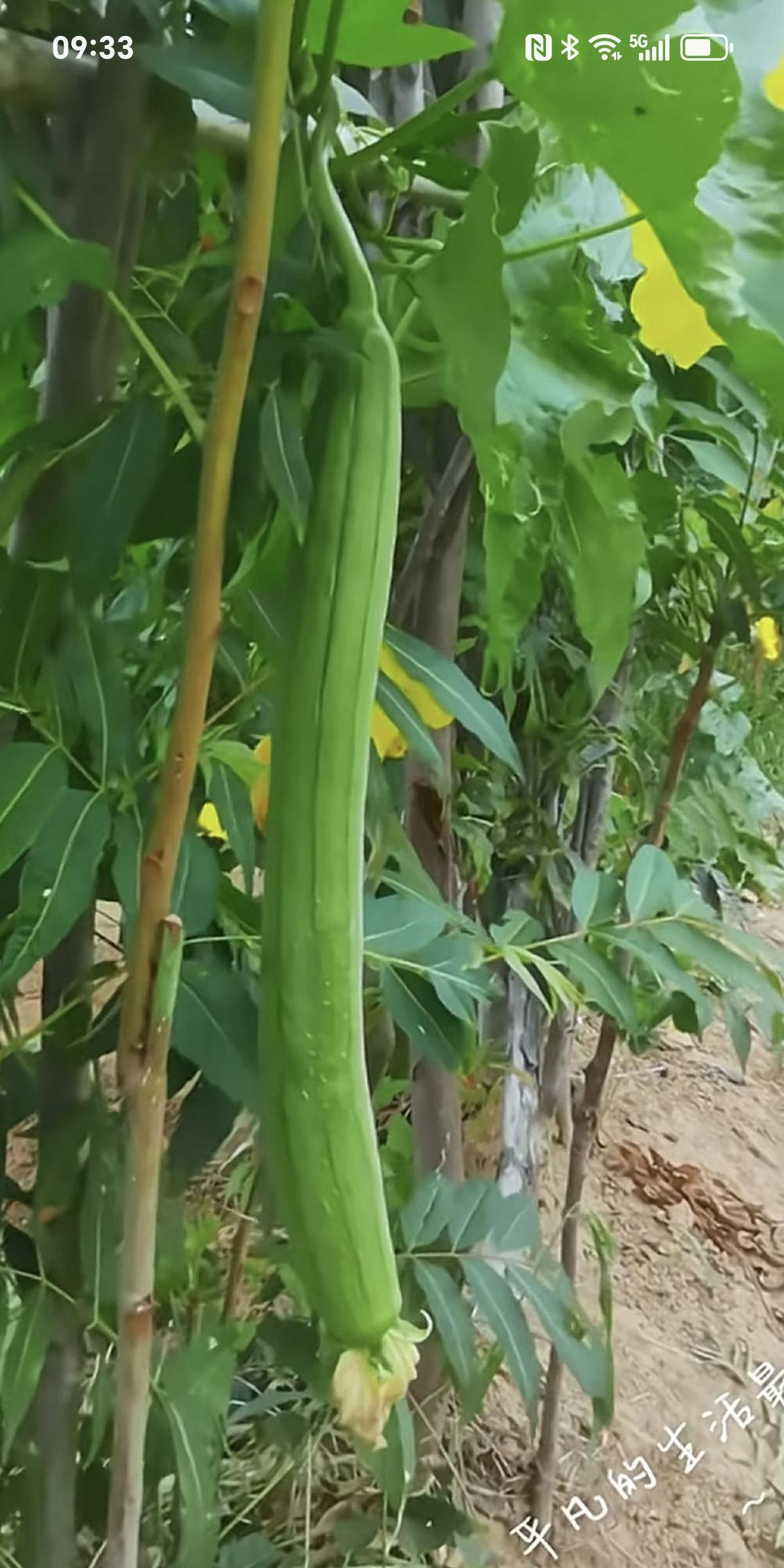 看网上很多媳妇在讨论婆婆的金饰，百年以后怎么办？
   有大姑子小姑子给婆婆买金