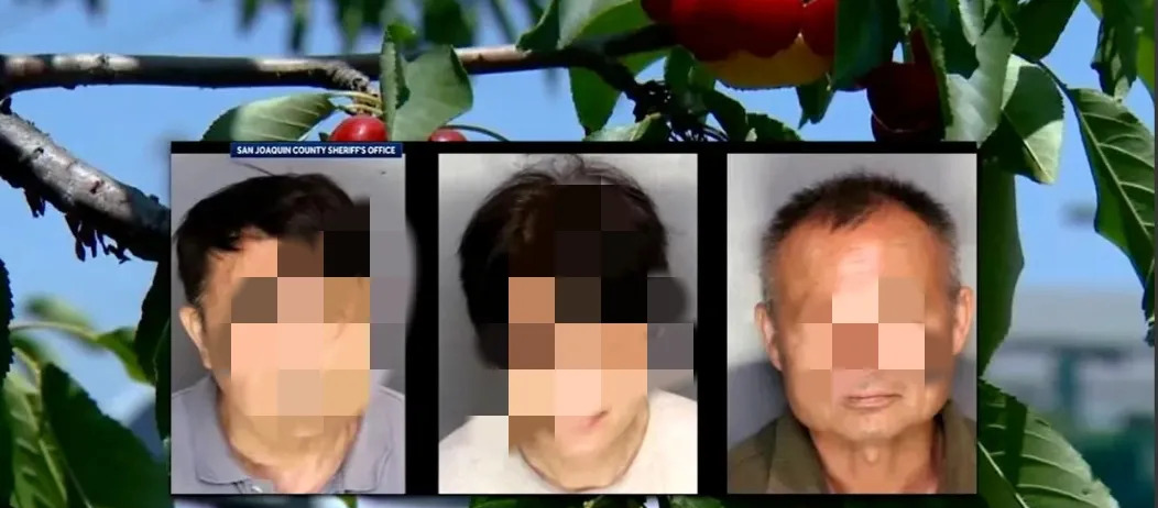 华人偷樱桃被抓，15万美金保释金











---







