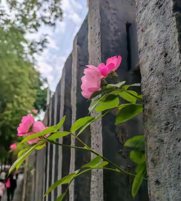 办公室恋情，这玩意儿就像期货，高风险高收益。
哥们儿一冲动，办公室亲了女同事，