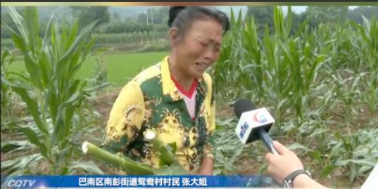 太缺德了！6月8日，重庆，一对老夫妻种了一亩玉米，玉米刚抽穗，老人计划等成熟了就