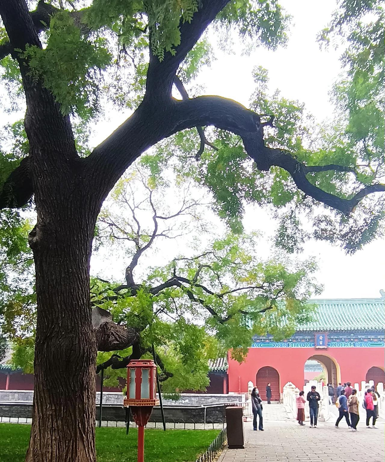 松林小径绿如毡
古树挚天玉臂弯
叶子撑开千把伞
……[作揖][玫瑰]
上联:松林