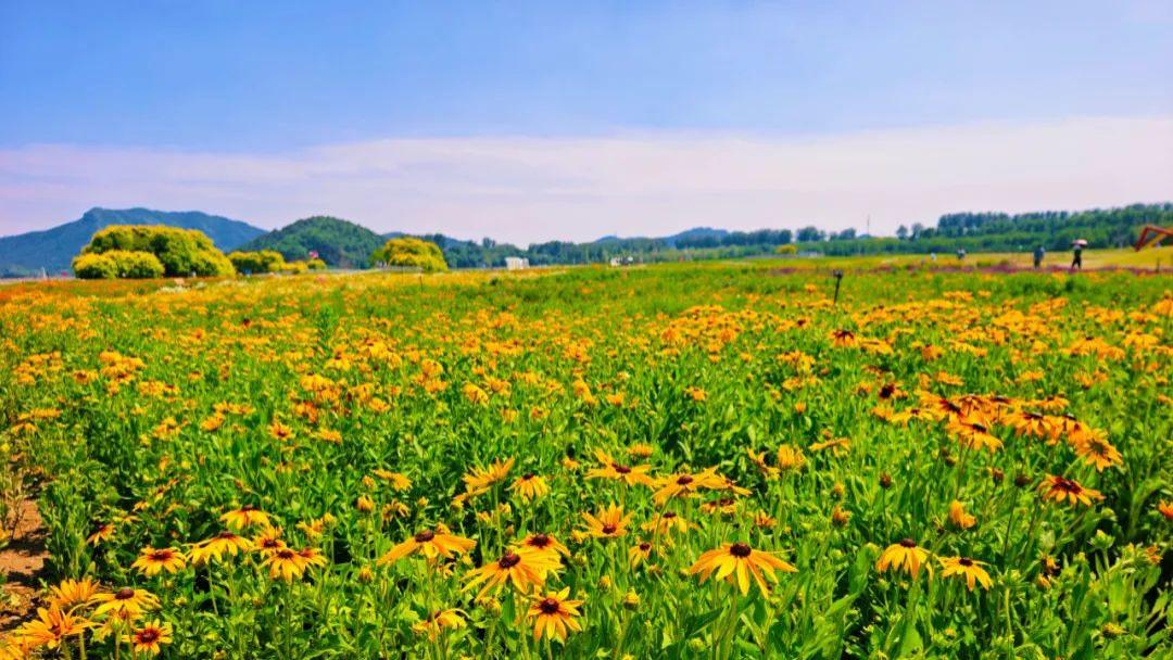 免费京郊秘境！昌平七孔桥花海等你来撒欢，邂逅斑斓绮梦！