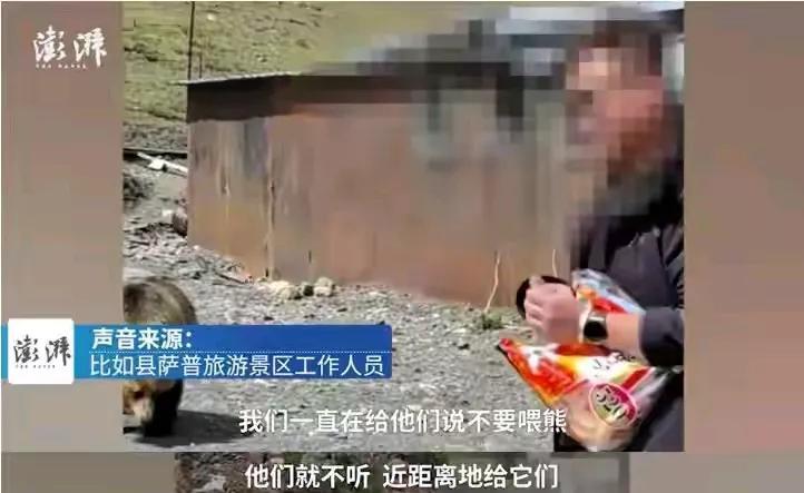 投喂会把藏马熊吸引到公路附近，骑自行车的可倒了大霉了。
鉴于目前藏马熊数量快速增