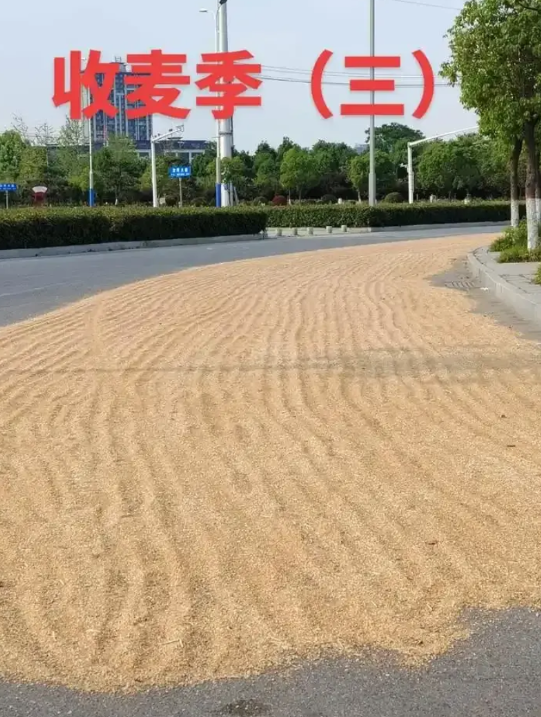凉晒的麦子竞无主？

昨天，俺们村一位中年妇女骑电动车赶集，在公路上，因躲避车辆