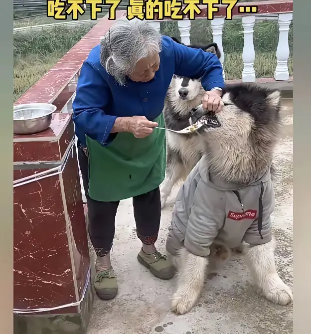 有种饿，是奶奶觉得你饿了
