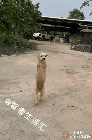 生存逼出来的坚强。