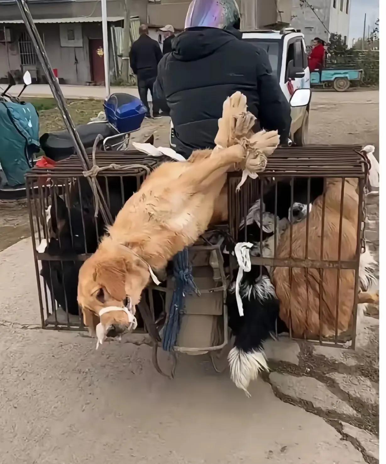 这条狗太痛苦了
大街上看到的一幕，狗贩子收了几条狗，其中一条大黄狗被狗贩子用绳子