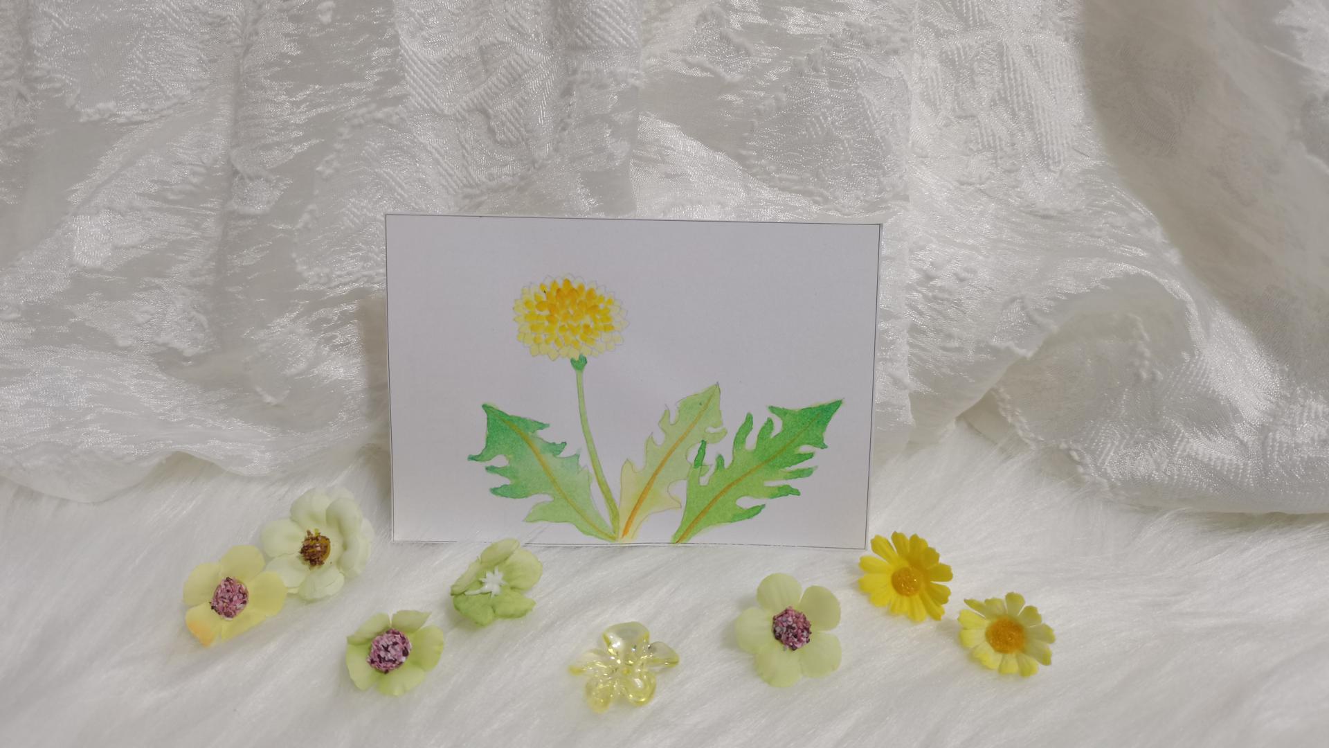 30 蒲公英（绘画 水彩 果花甘06）