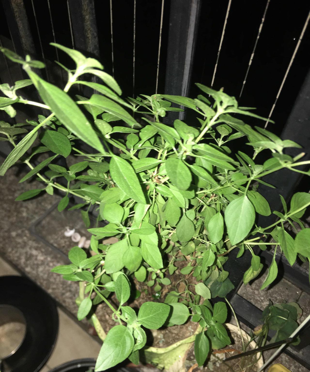 晚上的都看不见花了咋整，不知道这个是什么叶子，蚊子都不会回来，真的是神奇啊。