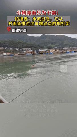 万万没想到！福建宁德，男子在海边捞鱼，狗子突然跳了下去，朝着对面鱼排游了过去，主