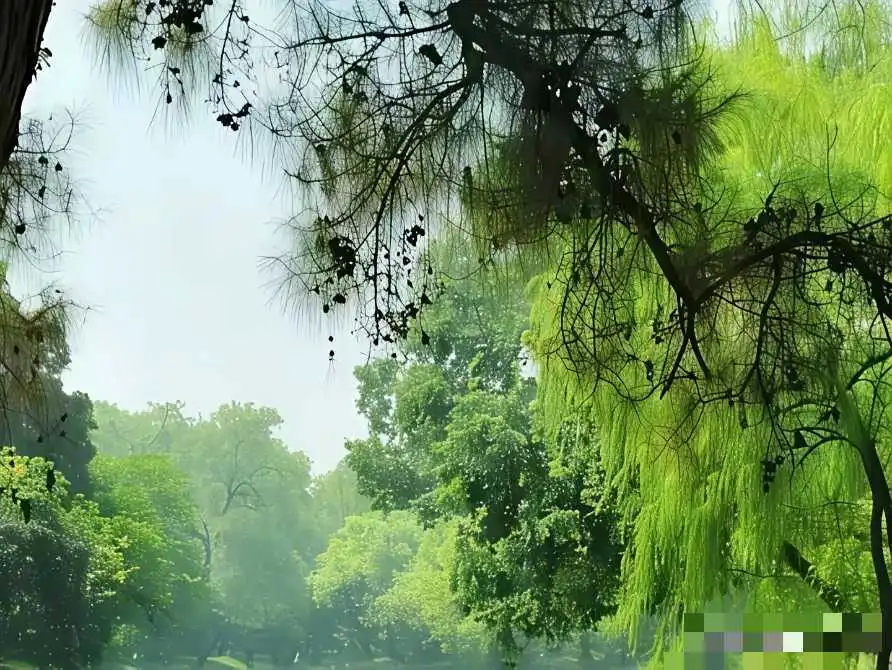 天下所有的婆婆只有两种状态，一种是穷婆婆，另一种是富婆婆。
不管是穷婆婆也好，还