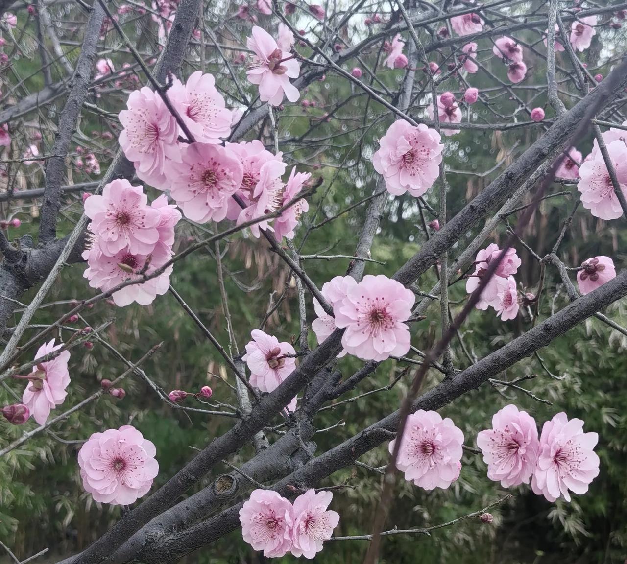 老家的房子几乎和我的年龄一样大，确实有点儿太老旧了，有钱没钱今年都要推倒重建了，