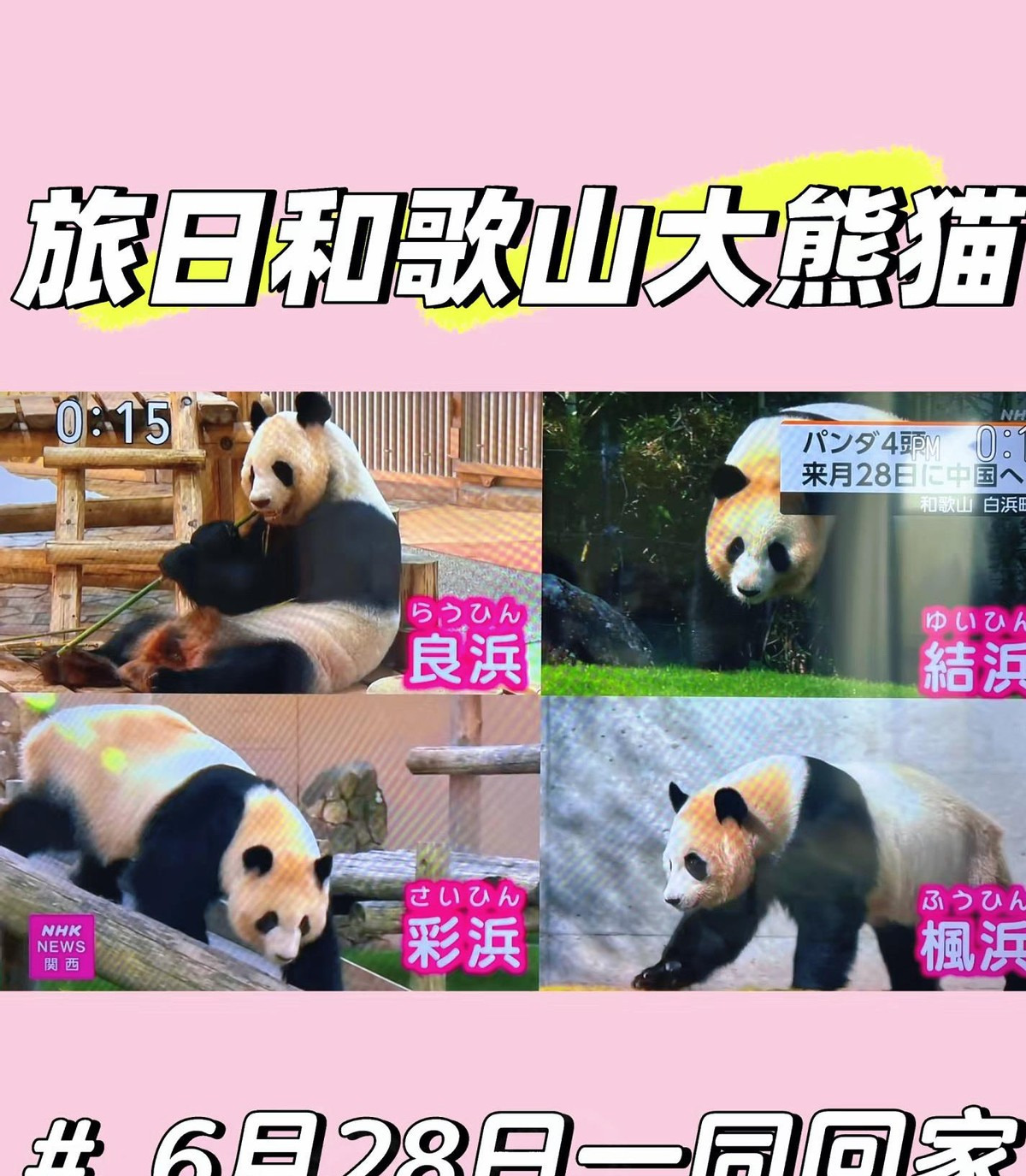 日本大熊猫要回家了











天啊，这日子简直没法过了！日本动物园的