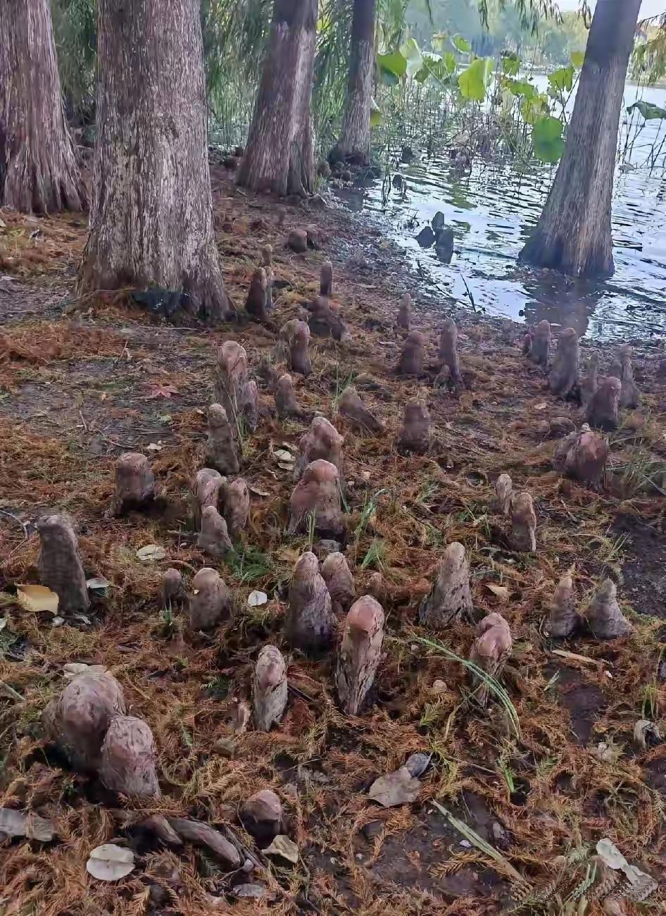河边惊现神秘植物，究竟是啥？​