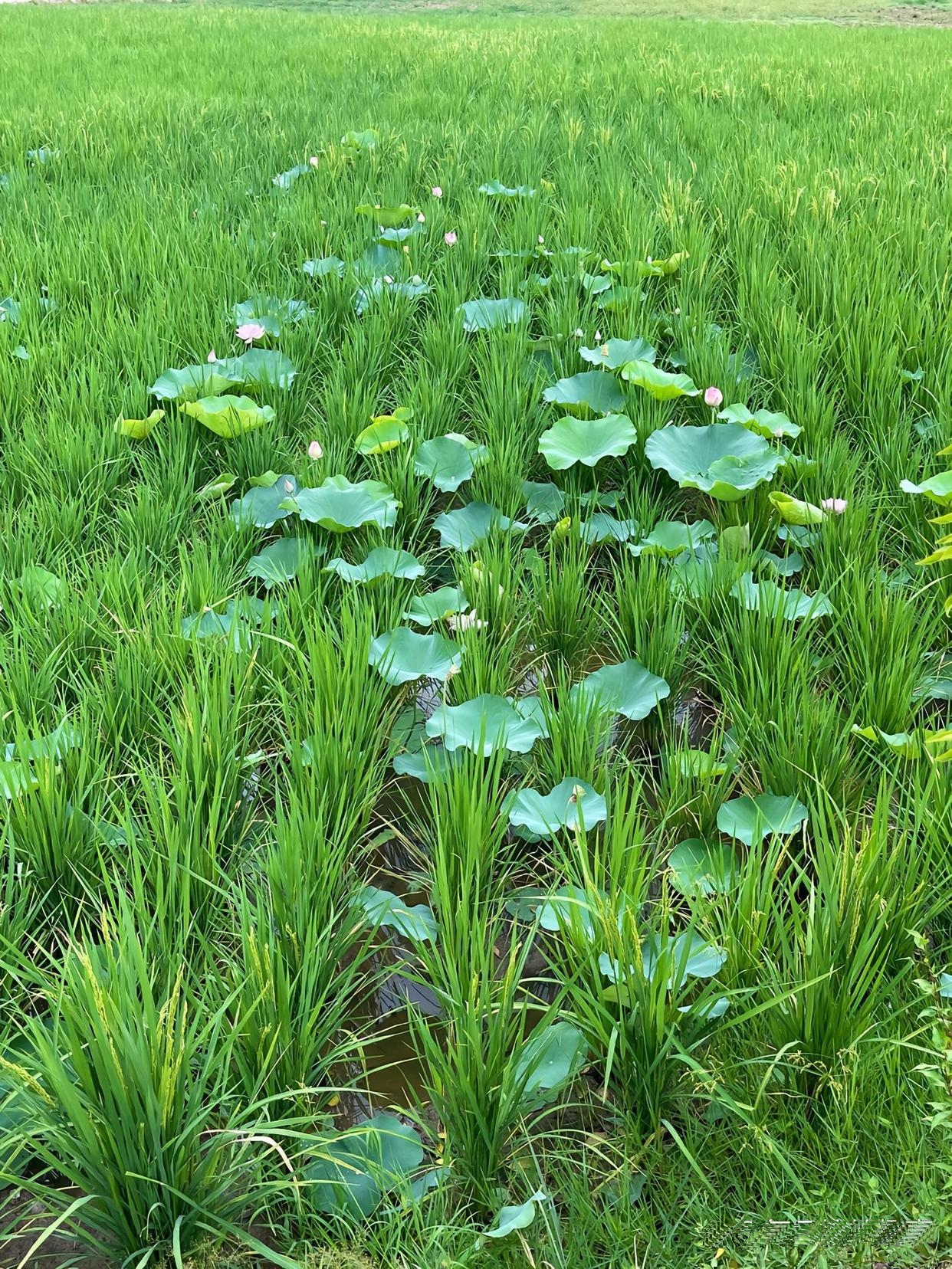 旱塘荷花，一样也是美的