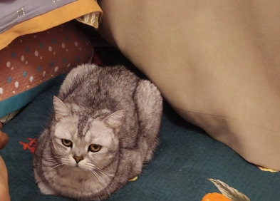 猫咪越来越馋了！开始和我们斗智斗勇了