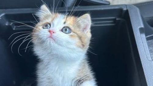 车企偷偷研究猫？车门储物格变舒适猫窝，逆天睡姿看傻铲屎官！