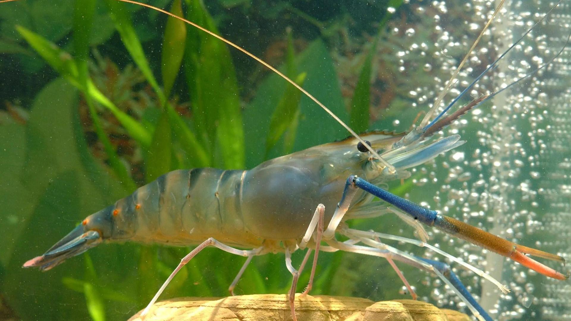 珠江里的神秘蓝色钳虾能吃吗？