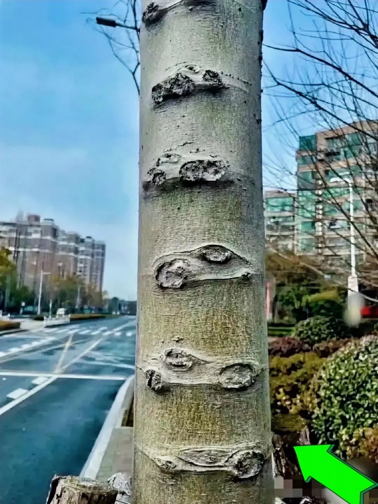 路边发现一棵很奇怪的树，随手拍下来，见多识广的网友们帮我分析分析这棵树是怎么回事